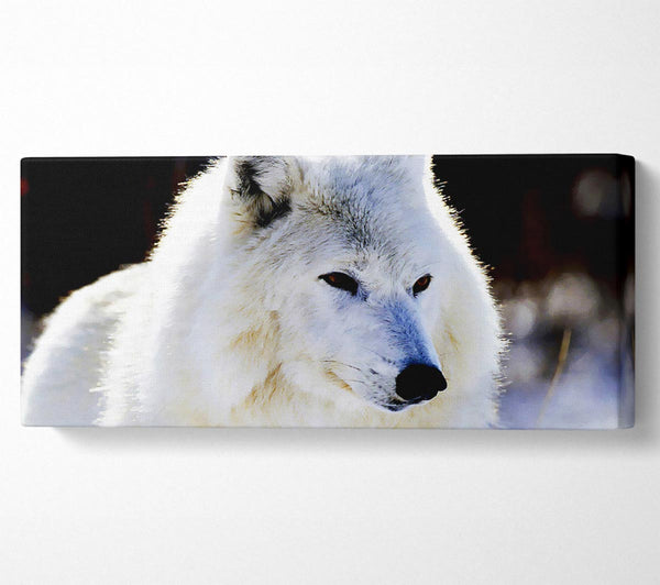 Weißer Polarwolf