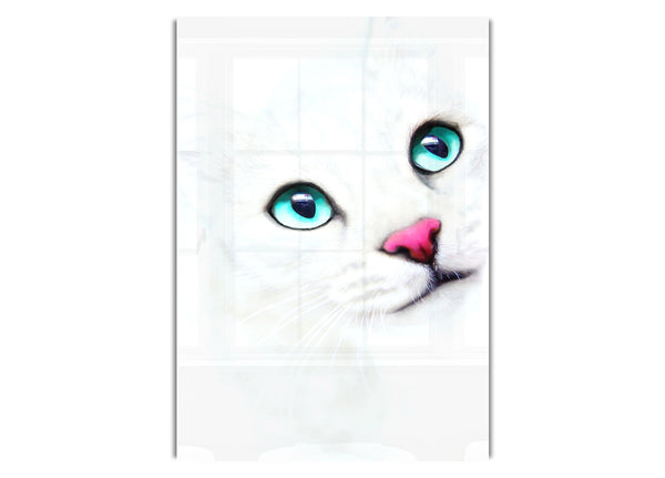 White Cat Background