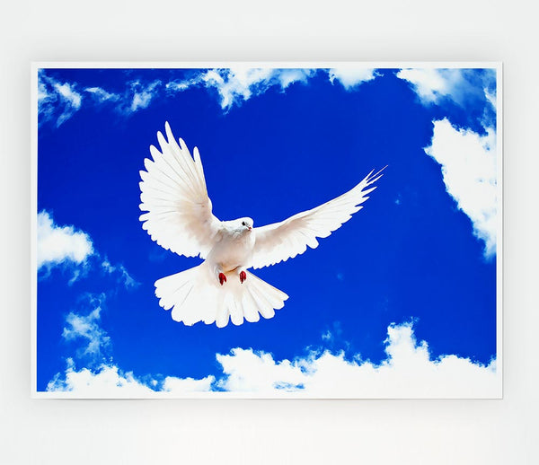 White Dove Print Poster Wall Art