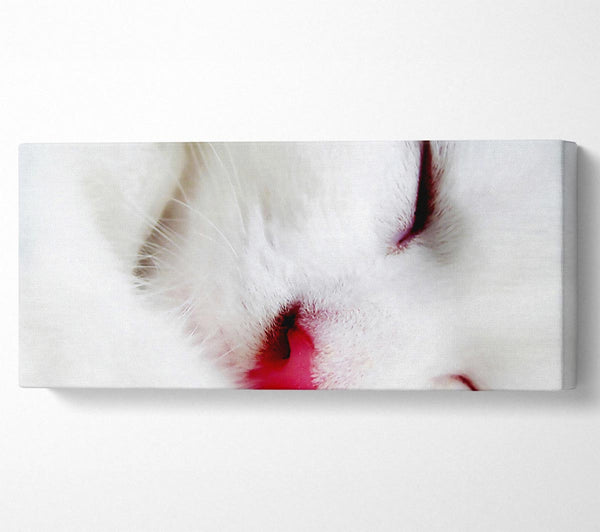 Weiße flauschige Katze