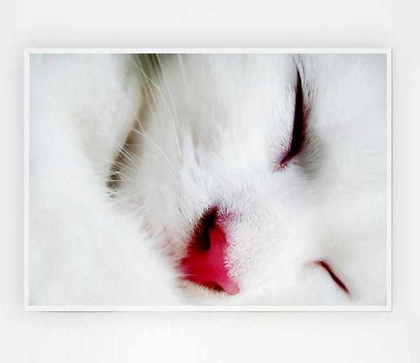White Fluffy Cat Print Poster Wall Art