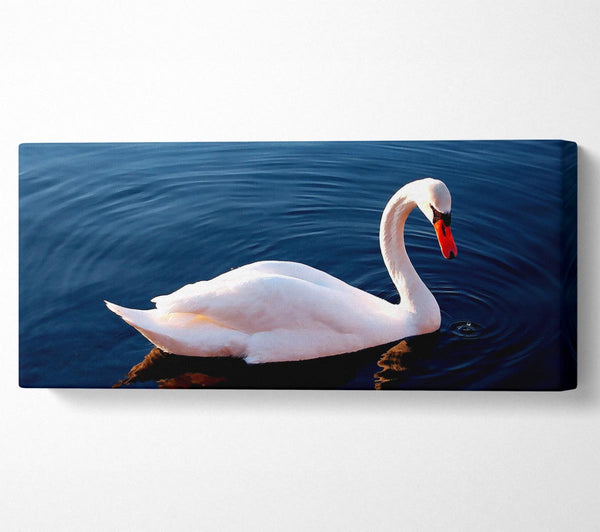 Weißer Schwan im Wasser