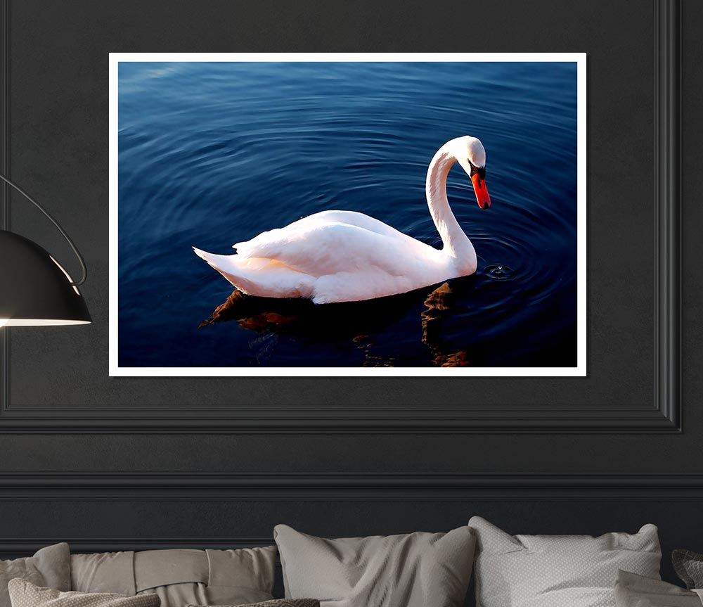 White Swan In Water Print Poster Wall Art