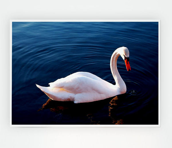 White Swan In Water Print Poster Wall Art