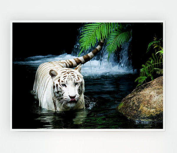 White Tiger Beautiful Print Poster Wall Art