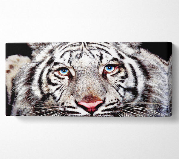 Weißes Tigergesicht