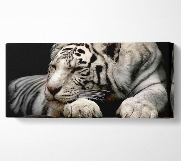 Weiße Tigerruhe