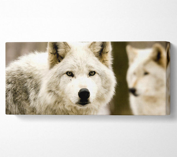 weißer Wolf