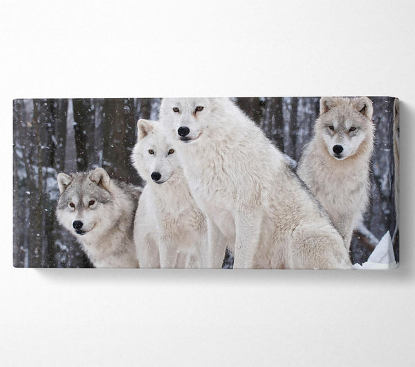Weißes Wolfsrudel
