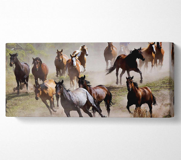 Stampede eines Wildpferds