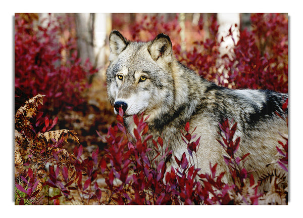 Wild Wolf