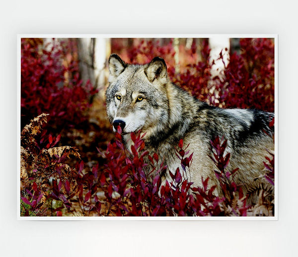 Wild Wolf Print Poster Wall Art