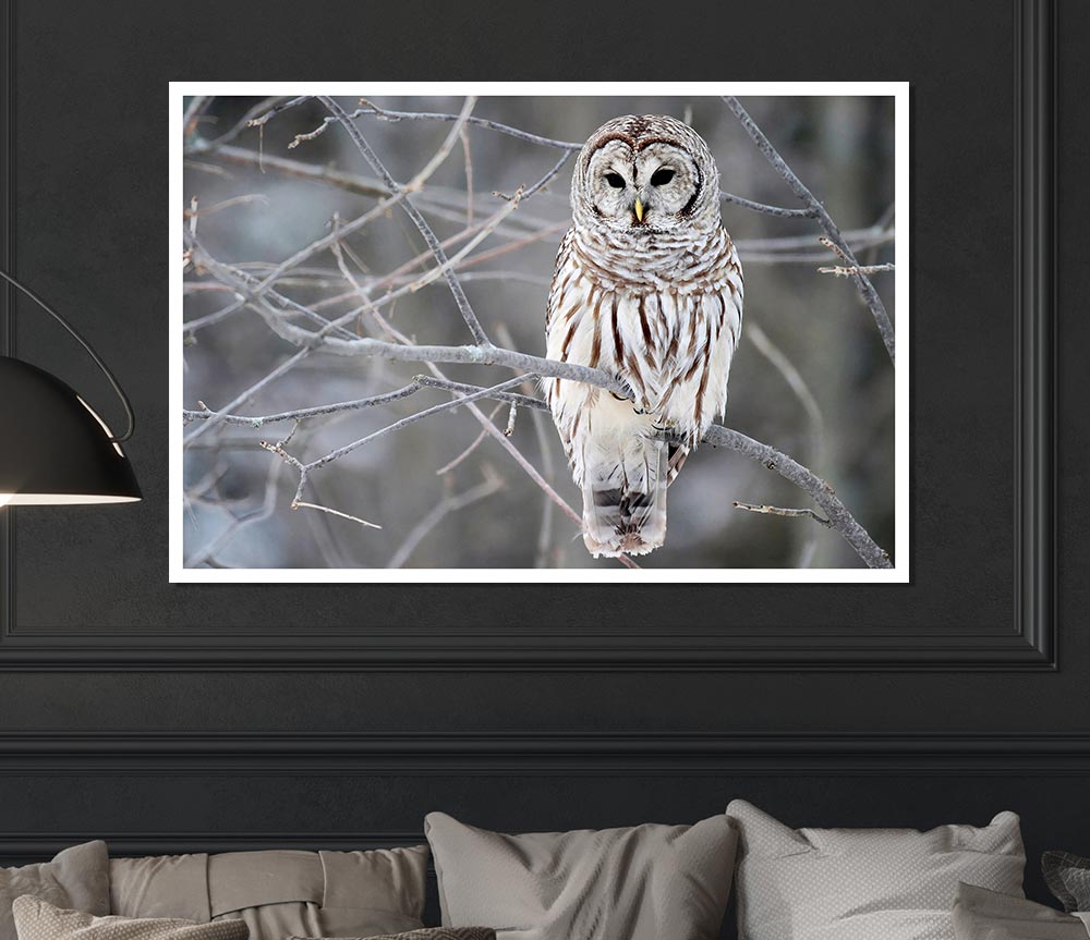 Winter Owl Print Poster Wall Art