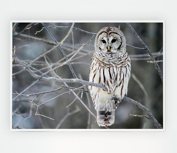 Winter Owl Print Poster Wall Art