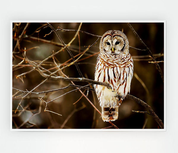 Wise Owl Print Poster Wall Art