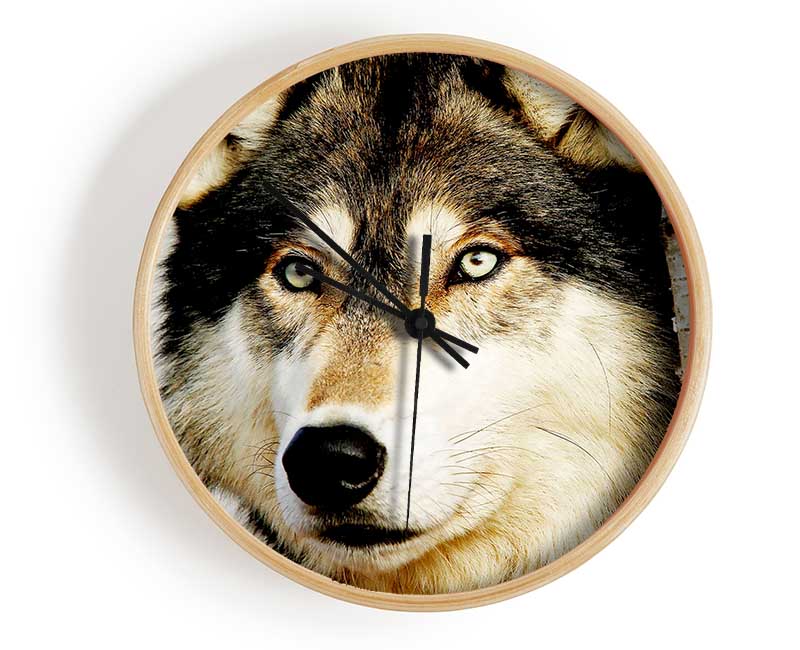 Wolf Glare Clock - Wallart-Direct UK