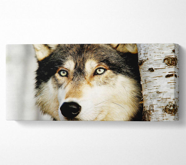 Wolfsblick