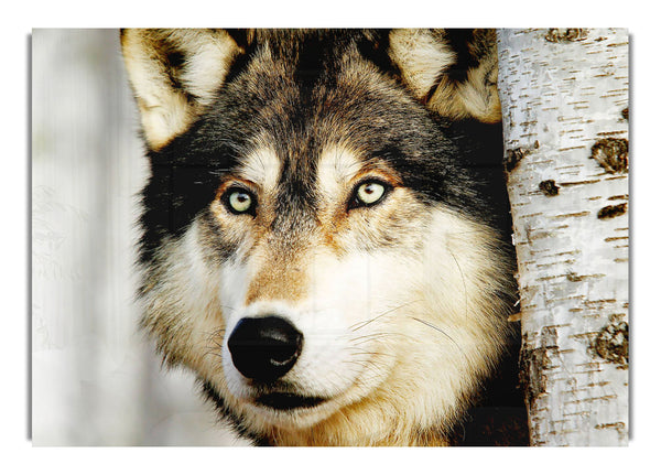 Wolf Glare