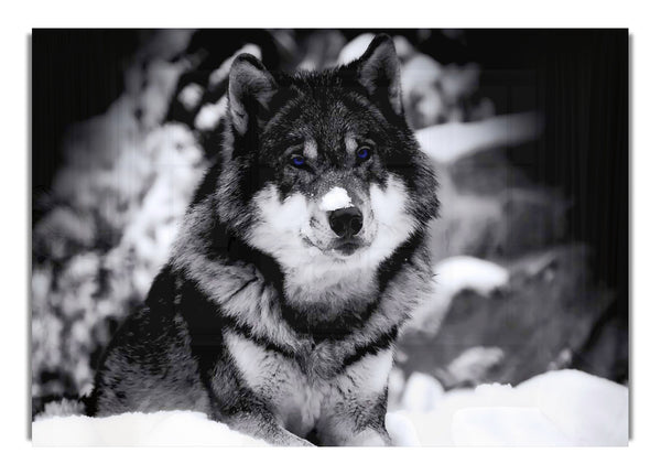 Wolf In Winter