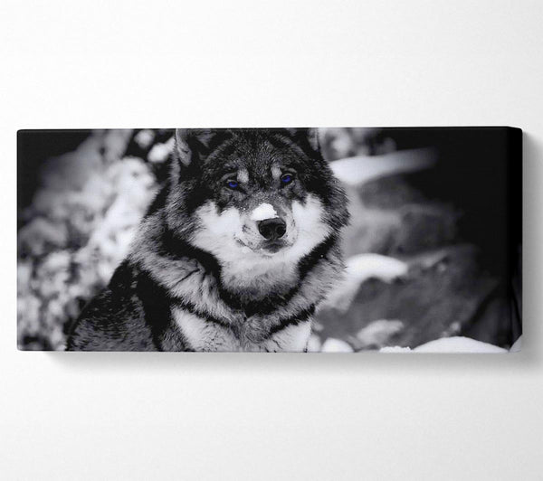 Wolf im Winter