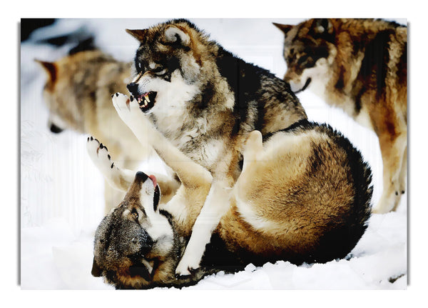 Wolf Pack