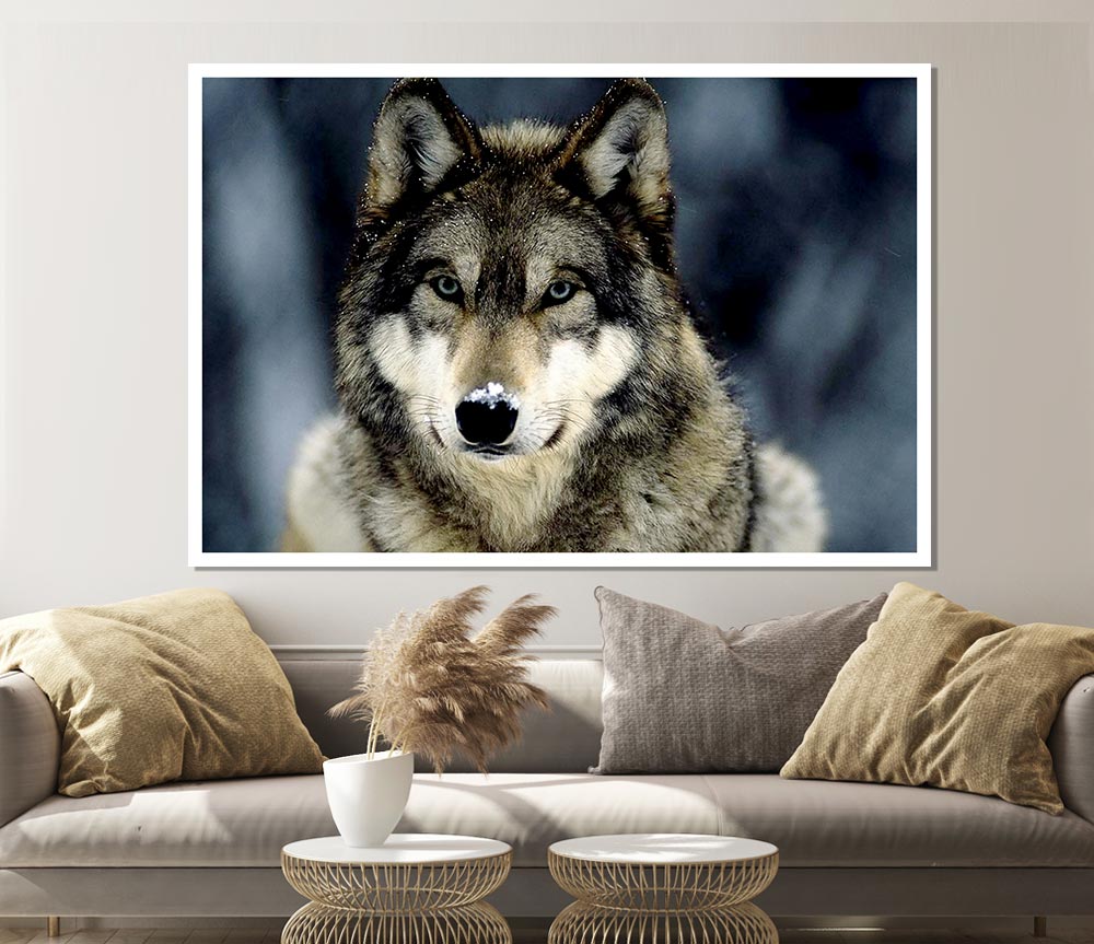 Wolf Snow Nose Print Poster Wall Art