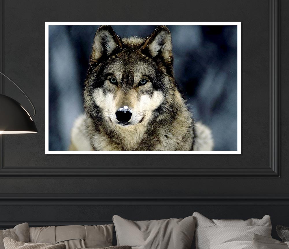 Wolf Snow Nose Print Poster Wall Art