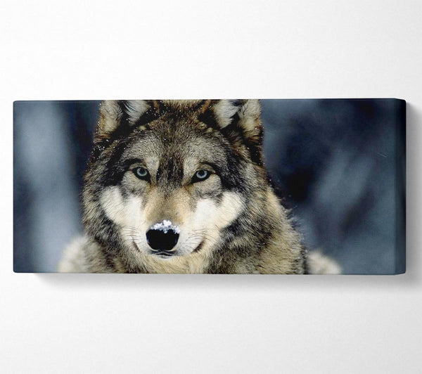 Wolf Schnee Nase