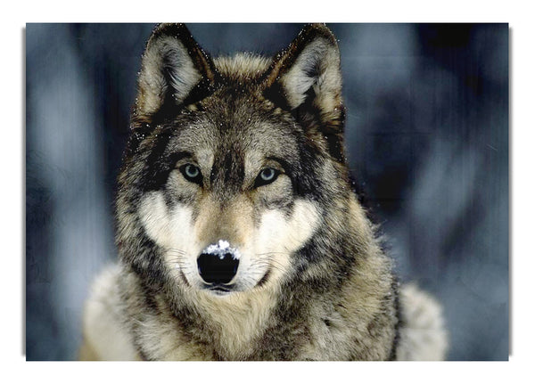 Wolf Snow Nose