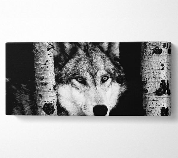 Wolfsblick