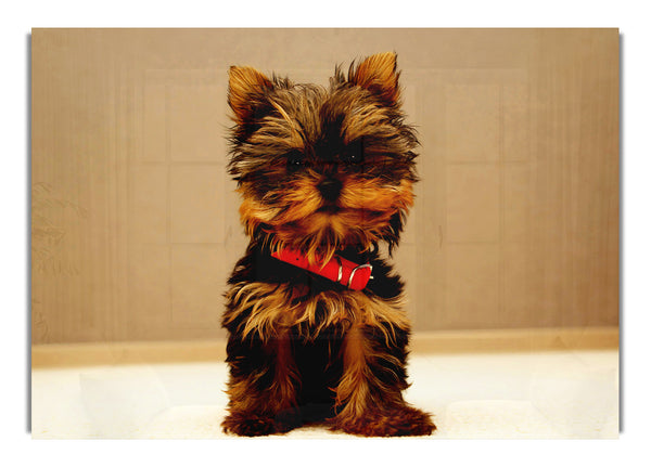 Yorkshire Terrier Puppy