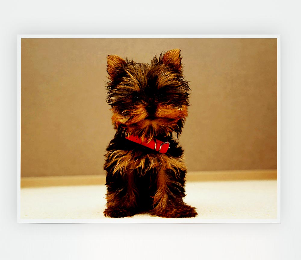 Yorkshire Terrier Puppy Print Poster Wall Art
