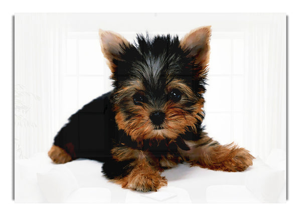 Yorkshire Terrier Puppy Wild Life Canvas