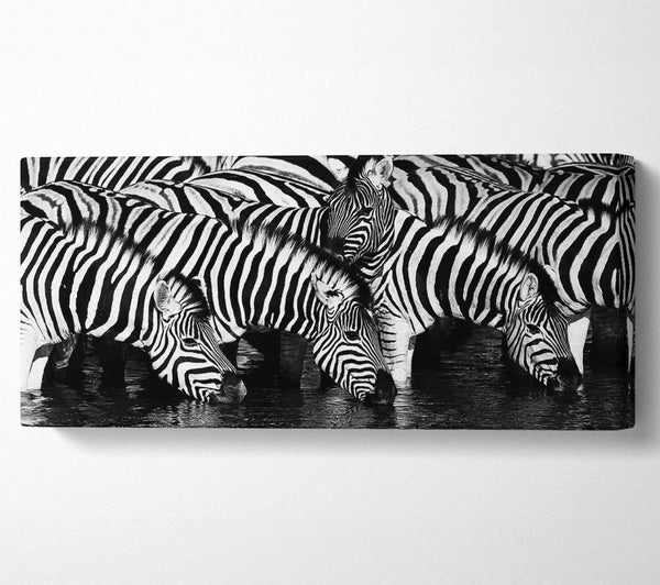 Zebra beim Trinken