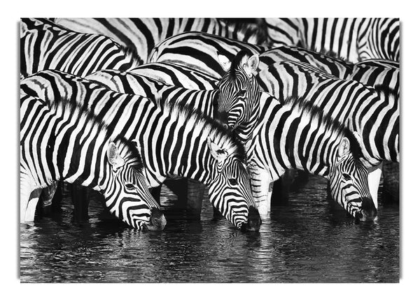 Zebra Drinking