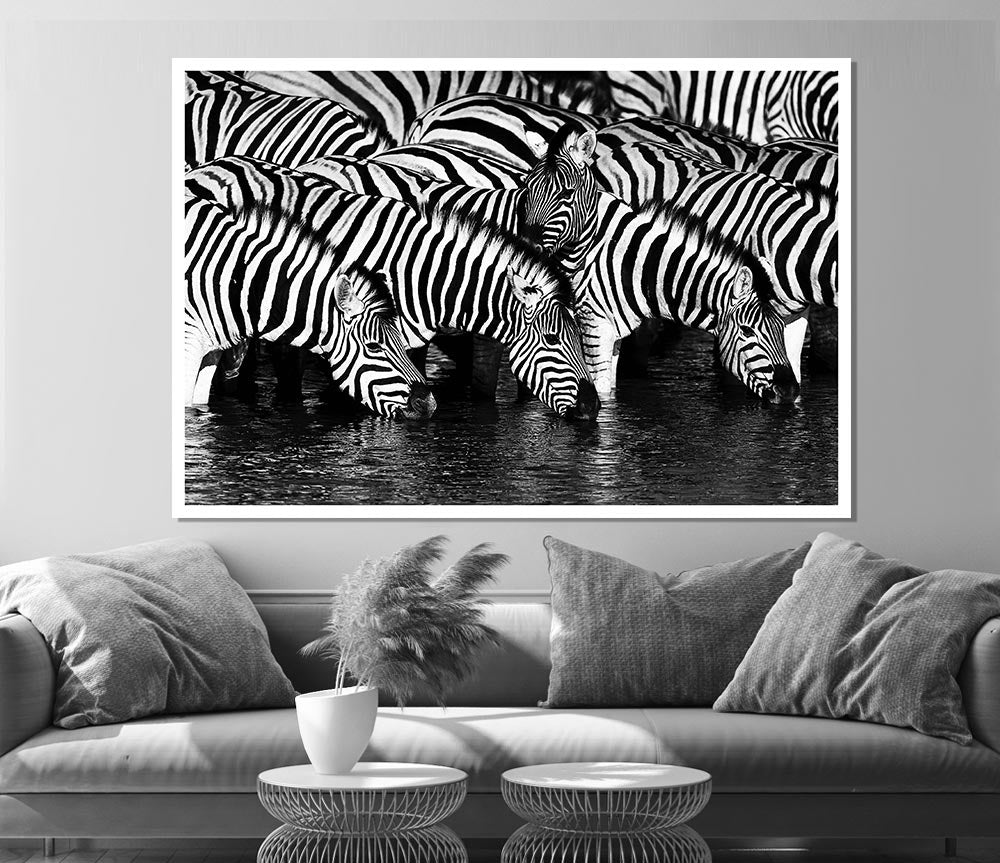 Zebra Drinking Print Poster Wall Art