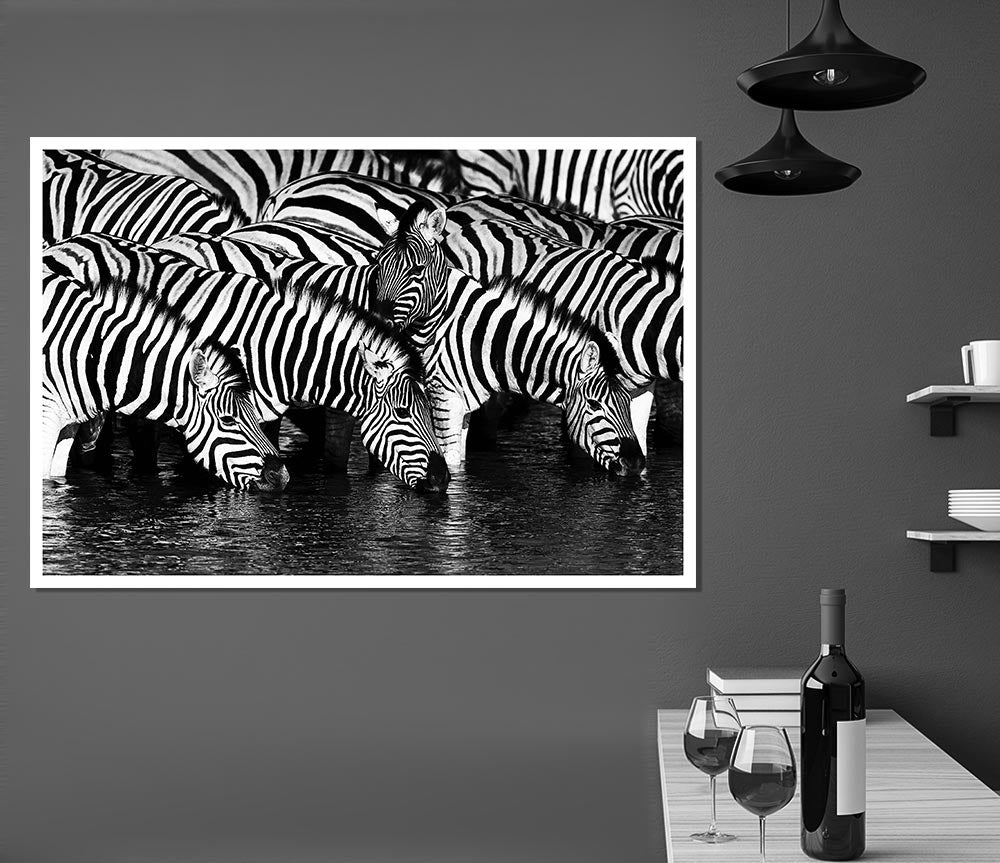 Zebra Drinking Print Poster Wall Art