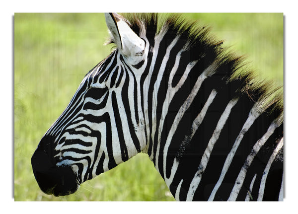 Zebra Face