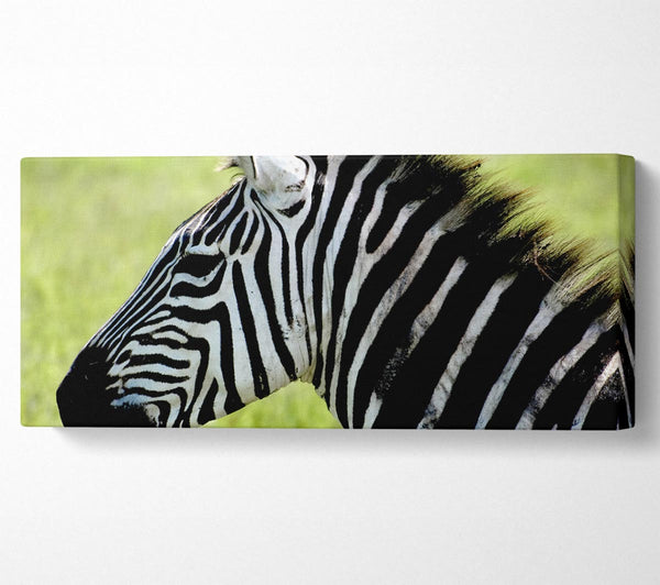 Zebragesichtsseite