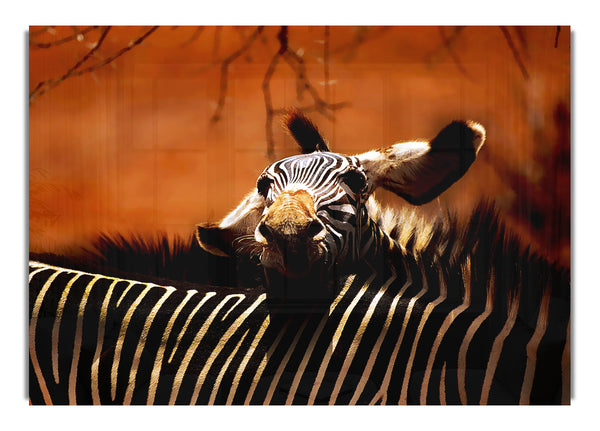 Zebra Family Love