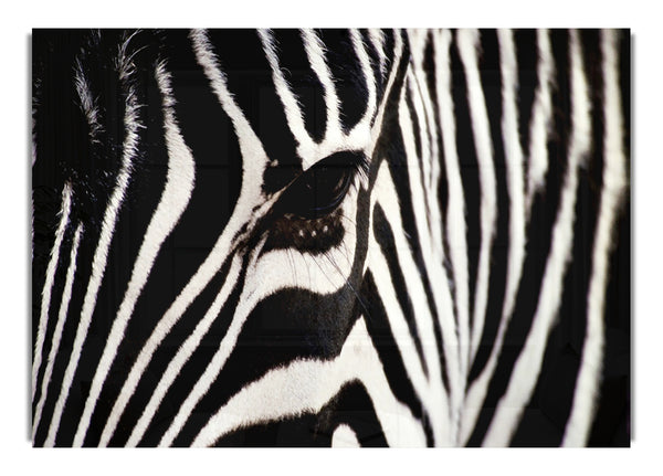Zebra Life