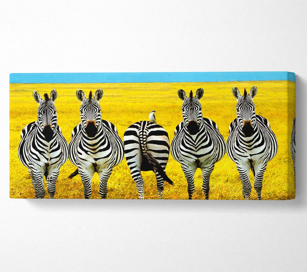 Zebra-Aufstellung