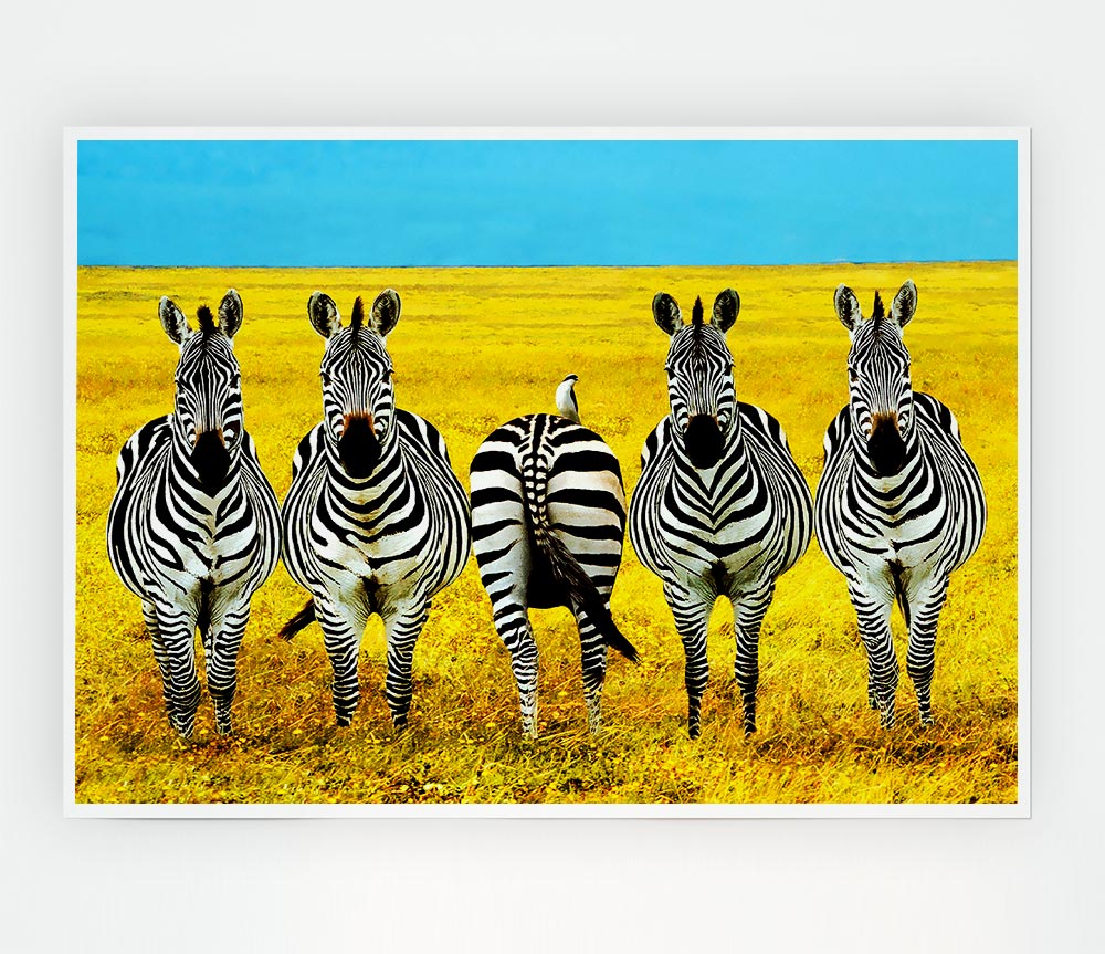 Zebra Line Up Print Poster Wall Art