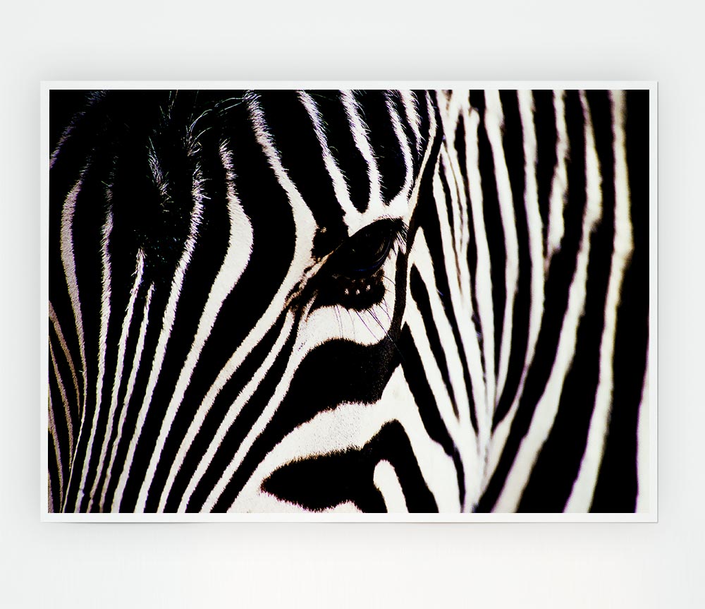 Zebra Stare Print Poster Wall Art