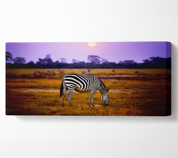 Zebra-Sonnenuntergang
