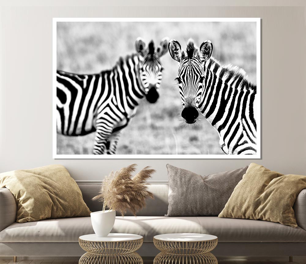 Zebra Twins Print Poster Wall Art