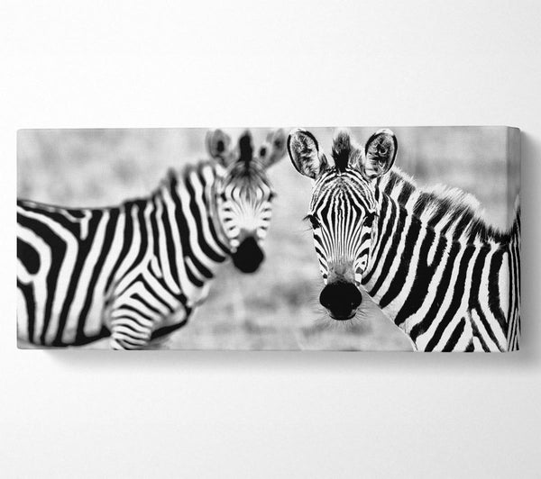Zebra-Zwillinge
