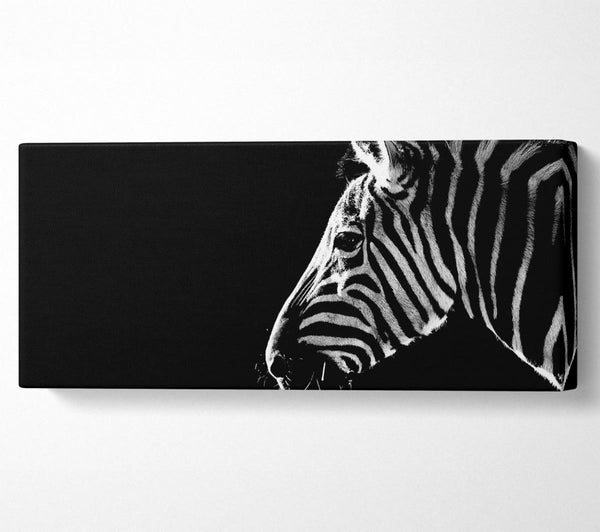 Zebra-Schnurrhaare