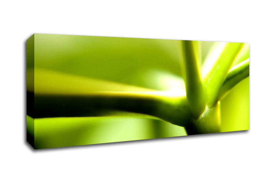 Picture of Green Stem Panoramic Canvas Wall Art