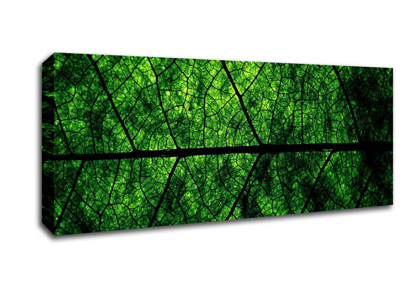 Picture of Leaf Veins Panoramic Canvas Wall Art